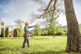 Best Stump Grinding and Removal  in Orchard Grass Hills, KY