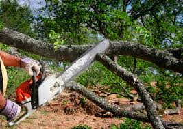 How Our Tree Care Process Works  in  Orchard Grass Hills, KY