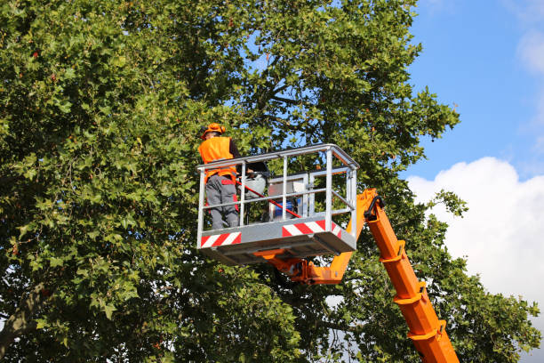 Trusted Orchard Grass Hills, KY Tree Services Experts