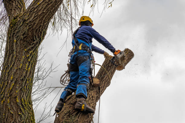 Best Palm Tree Trimming  in Orchard Grass Hills, KY