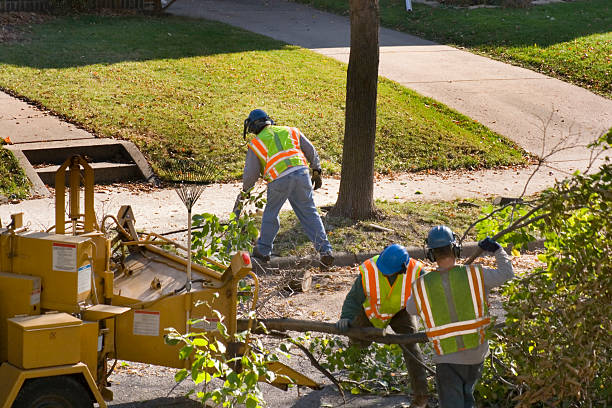 Trusted Orchard Grass Hills, KY Tree Services Experts