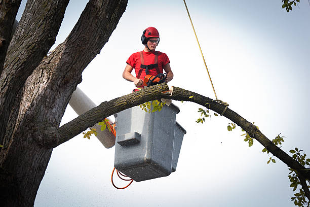 Best Commercial Tree Services  in Orchard Grass Hills, KY