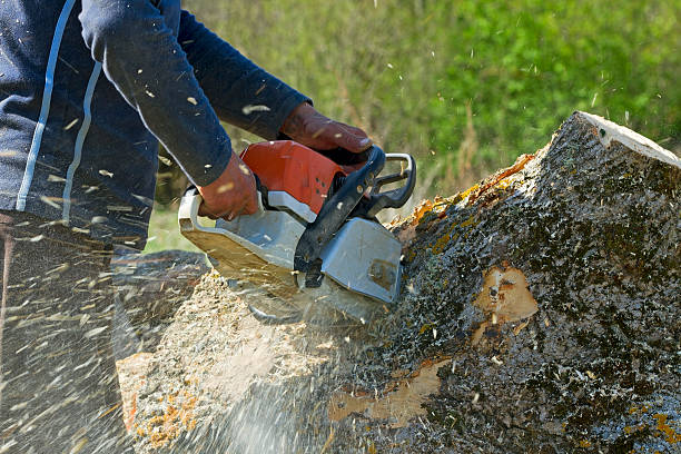 Best Emergency Tree Removal  in Orchard Grass Hills, KY