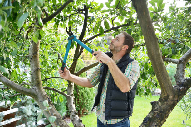 Best Pest Control for Lawns  in Orchard Grass Hills, KY